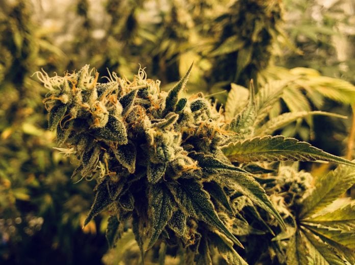 Marijuana Business
